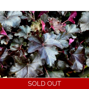Heuchera 'Bilberry'